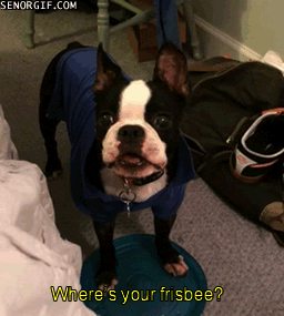 Moving Image Mayhem -- (Animal Edition)