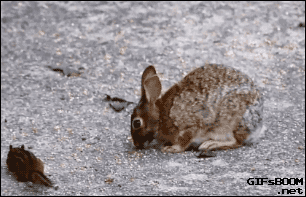 Moving Image Mayhem -- (Animal Edition)