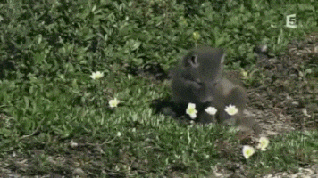 Moving Image Mayhem -- (Animal Edition)