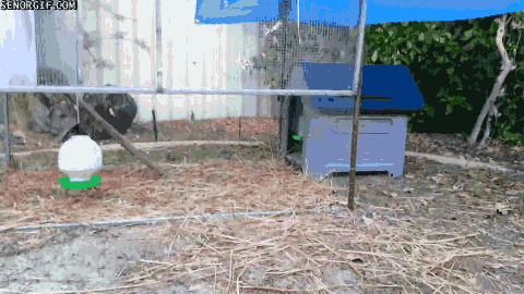 Moving Image Mayhem -- (Animal Edition)