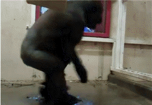 Moving Image Mayhem -- (Animal Edition)