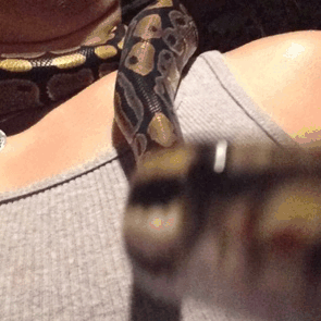 Moving Image Mayhem -- (Animal Edition)