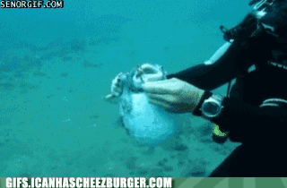 Moving Image Mayhem -- (Animal Edition)