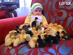 Moving Image Mayhem -- (Animal Edition)