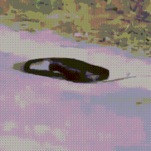 Moving Image Mayhem -- (Animal Edition)