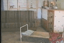 Moving Image Mayhem -- (Animal Edition)