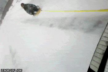 Moving Image Mayhem -- (Animal Edition)