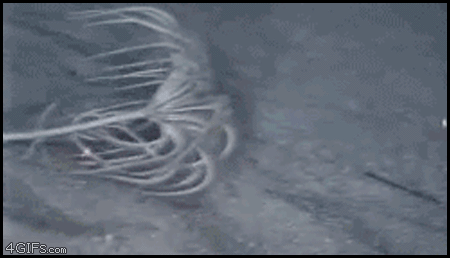 Moving Image Mayhem -- (Animal Edition)