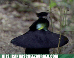 Moving Image Mayhem -- (Animal Edition)