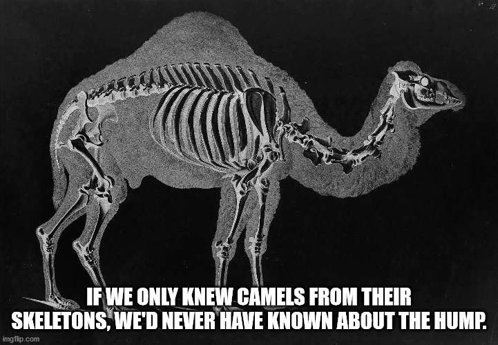 skeleton - If We Only Knew Camels From Their Skeletons, We'D Never Have Known About The Hump. imgflip.com