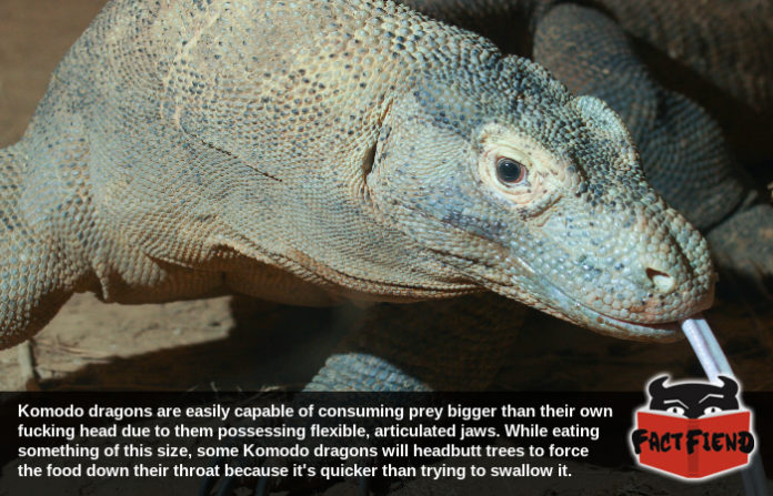 komodo dragon - Komodo dragons are easily capable of consuming prey bigger than their own fucking head due to them possessing flexible, articulated jaws. While eating something of this size, some Komodo dragons will headbutt trees to force the food down t