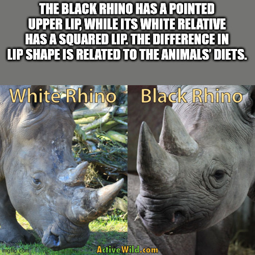 White rhinoceros - The Black Rhino Has A Pointed Upper Lip, While Its White Relative Has A Squared Lip. The Difference In Lip Shape Is Related To The Animals' Diets. White Rhino Black Rhino imgflip.com Active Wild.com