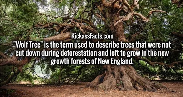 old tree - KickassFacts.com "Wolf Tree" is the term used to describe trees that were not cut down during deforestation and left to grow in the new growth forests of New England.
