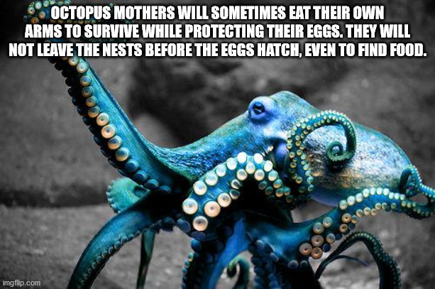 octopus photography - Octopus Mothers Will Sometimes Eat Their Own Arms To Survive While Protecting Their Eggs. They Will Not Leave The Nests Before The Eggs Hatch, Even To Find Food. C0000 imgflip.com