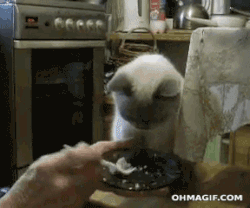 feeding cat gif - Ohmagif.Com