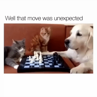 funny chess gif - Well that move was unexpected