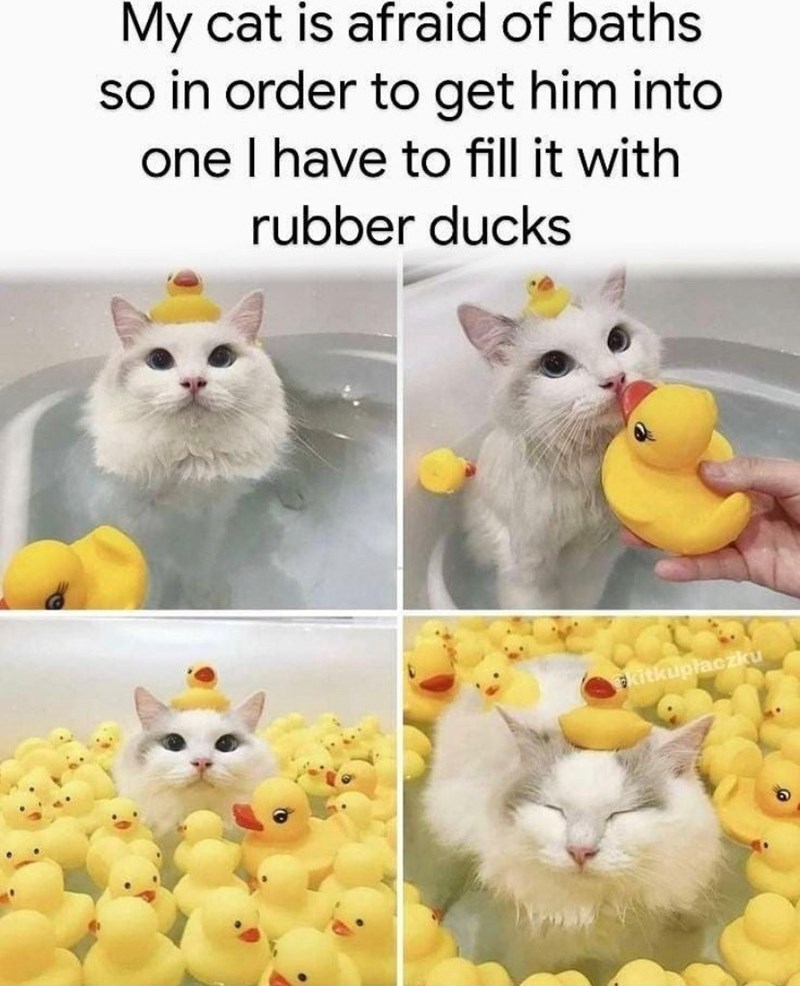 cat duck - My cat is afraid of baths so in order to get him into one I have to fill it with rubber ducks pitkupaczku