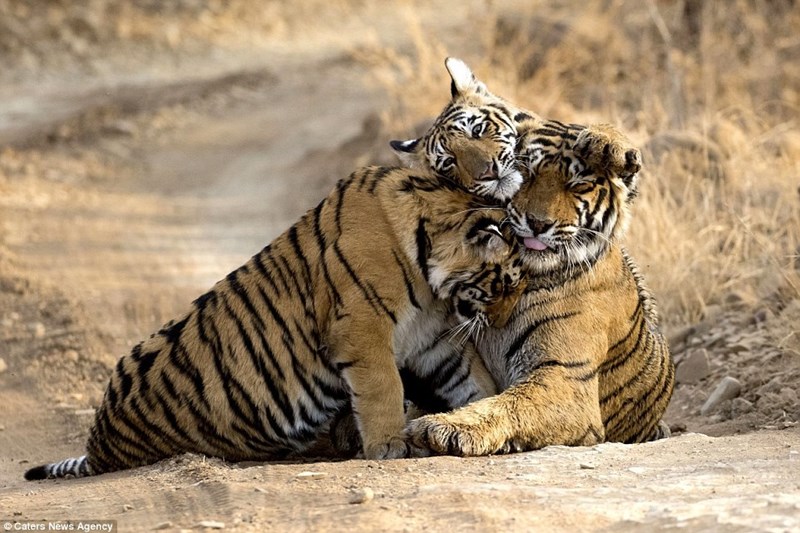 tiger cub cuddle - Caters News Agency