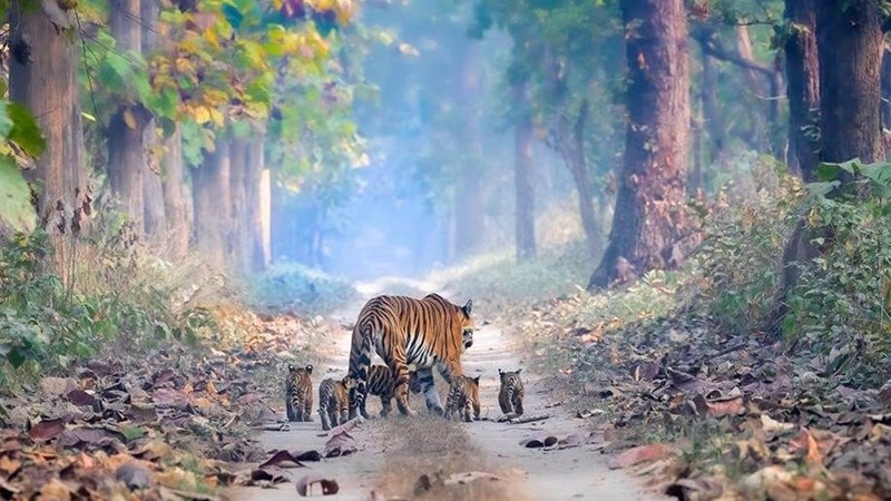 tigress with cubs - a