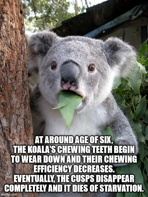koala stoned - At Around Age Of Six, The Koala'S Chewing Teeth Begin To Wear Down And Their Chewing Efficiency Decreases. Eventually, The Cusps Disappear Completely And It Dies Of Starvation. imgflip.com
