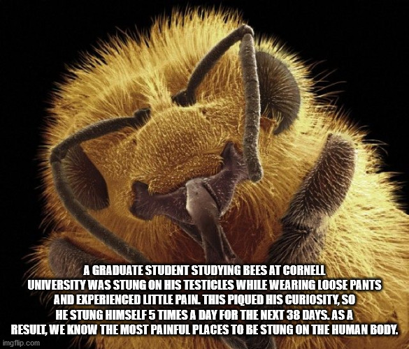 fauna - A Graduate Student Studying Bees At Cornell University Was Stung On His Testicles While Wearing Loose Pants And Experienced Little Pain. This Piqued His Curiosity, So He Stung Himself 5 Times A Day For The Next 38 Days. As A Result, We Know The Mo