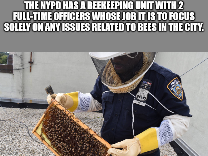 The Nypd Has A Beekeeping Unit With 2 FullTime Officers Whose Job It Is To Focus Solely On Any Issues Related To Bees In The City. Ws Poule Departe Cat 452 grip.com