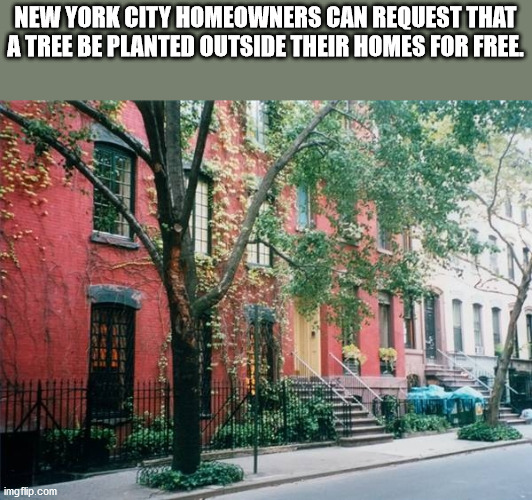 real estate - New York City Homeowners Can Request That A Tree Be Planted Outside Their Homes For Free. imgflip.com