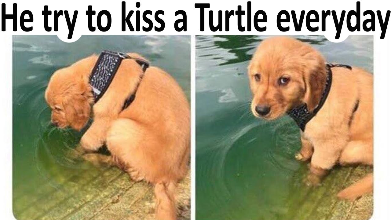 ramen tries to kiss turtle - He try to kiss a Turtle everyday