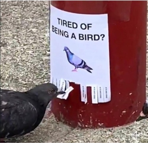 newspaper - Being A Bird? Tired Of