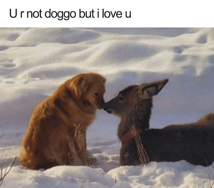 funny meme to improve your day - Ur not doggo but i love u