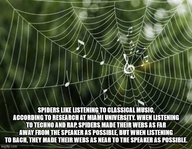 spider web - Spiders Listening To Classical Music, According To Research At Miami University. When Listening To Techno And Rap, Spiders Made Their Webs As Far Away From The Speaker As Possible, But When Listening To Bach, They Made Their Webs As Near To T
