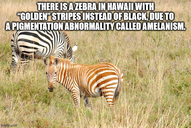 albino zebra - There Is A Zebra In Hawaii With "Golden" Stripes Instead Of Black, Due To A Pigmentation Abnormality Called Amelanism. Vin Vg morp.com