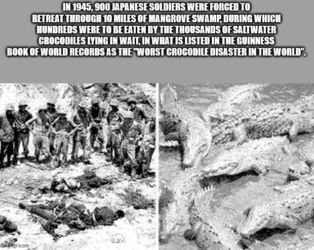 In 1945,900 Japanese Soldiers Were Forced To Retreat Through 10 Miles Of Mangrove Swamp, During Which Hundreds Were To Be Eaten By The Thousands Of Saltwater Crocodiles Lying In Wait, In What Is Listed In The Guinness Book Of World Records As The "Worst…