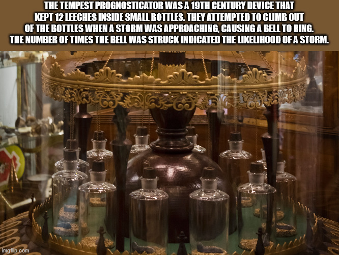 glass bottle - The Tempest Prognosticator Was A 19TH Century Device That Kept 12 Leeches Inside Small Bottles. They Attempted To Climb Out Of The Bottles When A Storm Was Approaching, Causing A Bell To Ring. The Number Of Times The Bell Was Struck Indicat