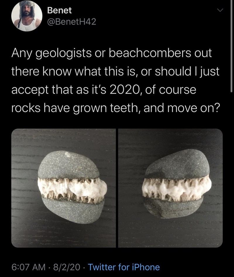 jaw - Benet Any geologists or beachcombers out there know what this is, or should I just accept that as it's 2020, of course rocks have grown teeth, and move on? 8220 Twitter for iPhone