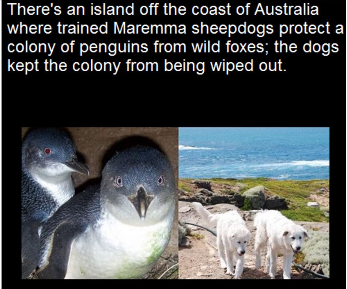 fauna - There's an island off the coast of Australia where trained Maremma sheepdogs protect a colony of penguins from wild foxes; the dogs kept the colony from being wiped out.
