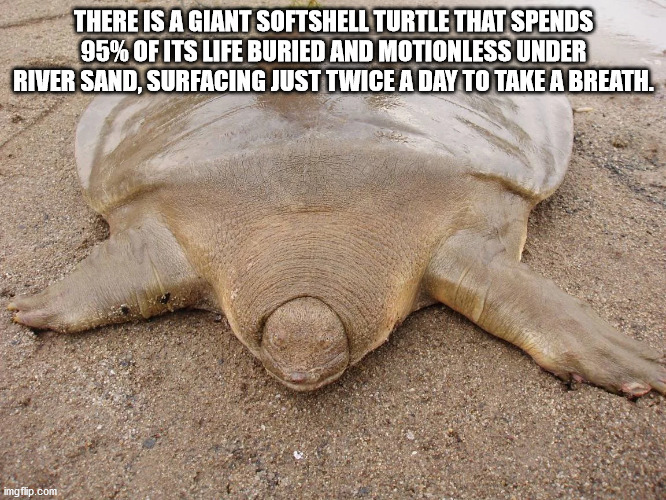 lobster guy - There Is A Giant Softshell Turtle That Spends 95% Of Its Life Buried And Motionless Under River Sand, Surfacing Just Twice A Day To Take A Breath. imgflip.com