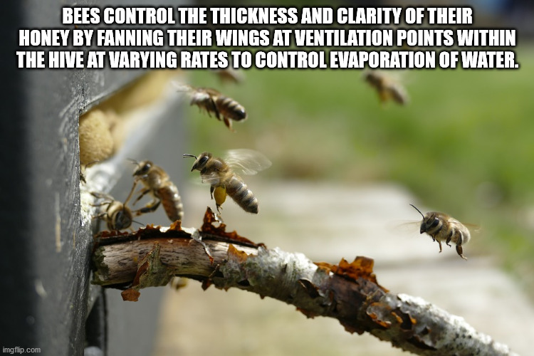 Bees - Bees Control The Thickness And Clarity Of Their Honey By Fanning Their Wings At Ventilation Points Within The Hive At Varying Rates To Control Evaporation Of Water. imgflip.com