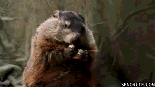 groundhog eating cookie - Senorgif.Com