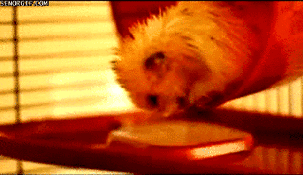 good night hamster gif - Senorgif.Com