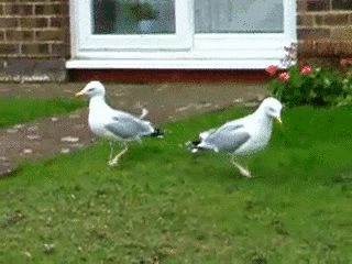 seagull dancing gif