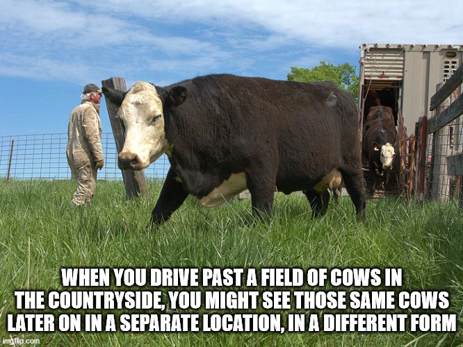 fauna - When You Drive Past A Field Of Cows In The Countryside, You Might See Those Same Cows Later On In A Separate Location, In A Different Form Le imgflip.com