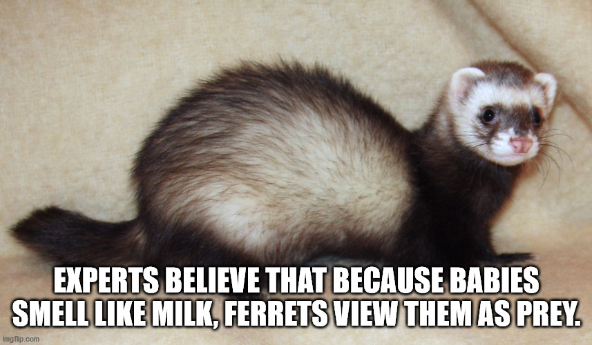 black footed ferret meme - Experts Believe That Because Babies Smell Milk, Ferrets View Them As Prey. imgflip.com