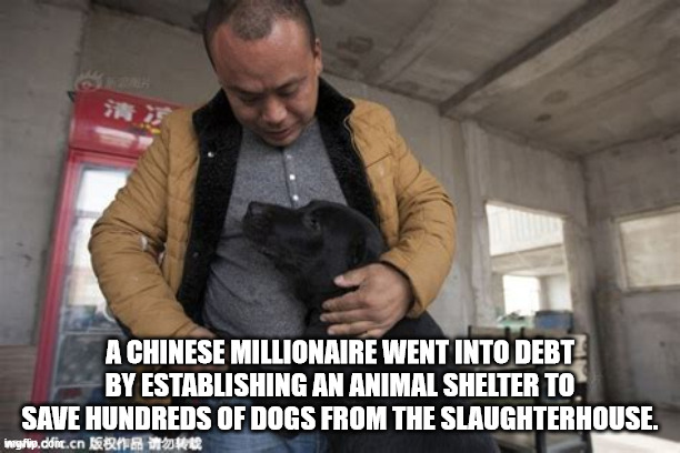 wang yan dog rescuer - A Chinese Millionaire Went Into Debt By Establishing An Animal Shelter To Save Hundreds Of Dogs From The Slaughterhouse. mgflip.door.cn Sbnrw