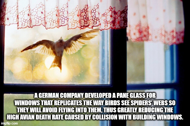 fauna - A German Company Developed A Pane Glass For Windows That Replicates The Way Birds See Spiders Webs So They Will Avoid Flying Into Them, Thus Greatly Reducing The High Avian Death Rate Caused By Collision With Building Windows. imgflip.com