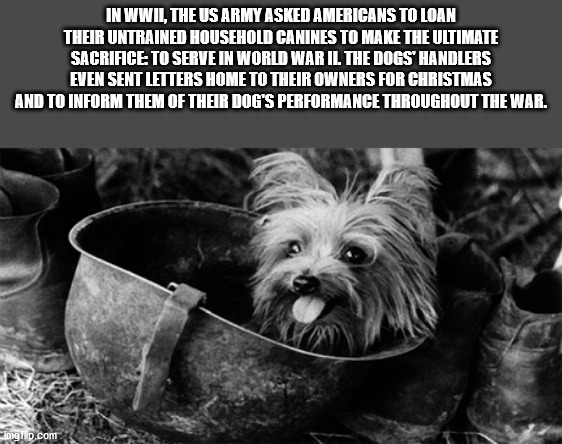 yorkie doodle dandy - In Wwil, The Us Army Asked Americans To Loan Their Untrained Household Canines To Make The Ultimate Sacrifice To Serve In World War Il The Dogs Handlers Even Sent Letters Home To Their Owners For Christmas And To Inform Them Of Their