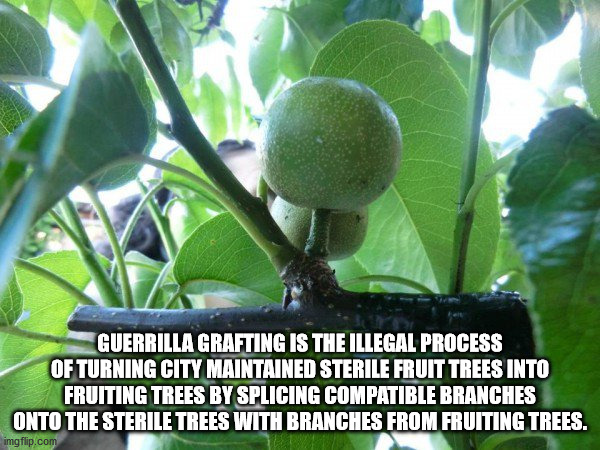 leaf - Guerrilla Grafting Is The Illegal Process Of Turning City Maintained Sterile Fruit Trees Into Fruiting Trees By Splicing Compatible Branches Onto The Sterile Trees With Branches From Fruiting Trees. imgflip.com