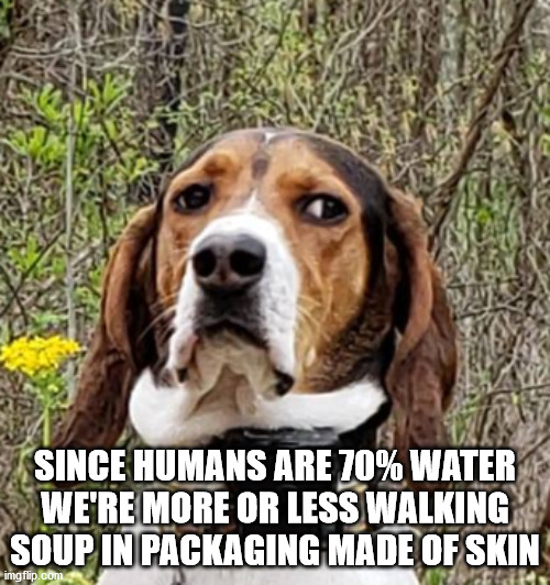 beagle - Since Humans Are 70% Water We'Re More Or Less Walking Soup In Packaging Made Of Skin imgflip.com