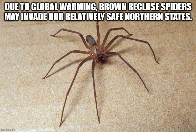 portland spiders - Due To Global Warming, Brown Recluse Spiders May Invade Our Relatively Safe Northern States. imgflip.com