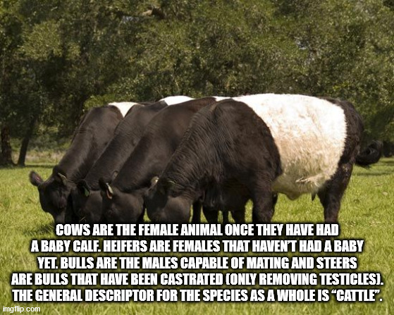 belted galloway cattle - Cows Are The Female Animal Once They Have Had A Baby Calf. Heifers Are Females That Haven'T Had A Baby Yet. Bulls Are The Males Capable Of Mating And Steers Are Bulls That Have Been Castrated Only Removing Testicles. The General D